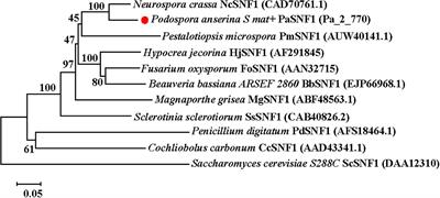 Involvement of PaSNF1 in Fungal Development, Sterigmatocystin Biosynthesis, and Lignocellulosic Degradation in the Filamentous Fungus Podospora anserina